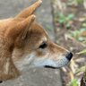 柴犬さん、生まれて初めて〝春〟に出会う　1週間の「成長記録」ネットほっこり