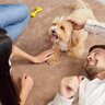 犬は『飼い主と他人の声』を区別することができるの？具体的な識別方法までご紹介