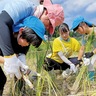 快晴のもと稲刈りに汗