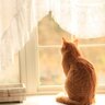 『留守番中の猫』のためにできることは？お出かけ前にやっておきたい3つのこと