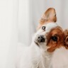 犬が混乱してしまう『名前』4選　愛犬を困らせるNGな名付け方や押さえておきたいポイントまで