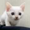 子猫の頃から次男といっしょに寝ていた結果→数年後……『まさかの距離感』がたまらないと126万再生「美しい信頼関係」「どす恋距離なのね」