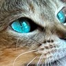 顔を窓側に向けた猫→日の光が当たると…『キラッキラに輝く瞳』が素敵すぎると2万3000人を魅了「とても綺麗」「う…うつくし過ぎる」