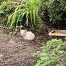 公園の花壇で『泥まみれで鳴き続ける子猫』を緊急保護…11ヶ月後の『見違える姿』に感動！「美男子に成長しましたね」「これからも元気で」の声