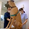 超大型犬が『動物病院のナースに恋をした』結果…まさかの『カッコつける姿』に爆笑「完全に惚れてて草」「態度違いすぎるｗ」と342万再生