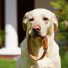 犬が命を落としかねない『首輪』３つの特徴　危険なトラブルを防ぐための適切な選び方とは