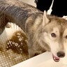 泥水を吸収しまくった大型犬を『お風呂に入れた』結果…とんでもない地獄絵図と『生まれ変わった姿』が442再生「絶望的すぎるｗ」と爆笑