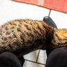 猫があなたの『足元でうろうろ』まとわりつくときの心理4選　無視してはいけないメッセージかも？