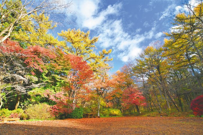 赤城自然園【見頃】11月上旬～下旬 - Yahoo! JAPAN