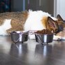 犬が『脱水症状』を起こしているときにみせる行動3選　今すぐ病院へ行くべきサインとは？