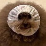 ご飯を食べる犬が『汚れないように工夫した』結果…もはや犬に見えない『謎の生物になる光景』に5万いいね「顔小さｗｗ」「何という生き物？」