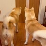 『５ヶ月ぶりの再会』お父さんのお出迎えをした２頭の秋田犬が…想像以上に『もふもふな熱烈歓迎』に「わちゃわちゃ」「羨ましい」と絶賛の声