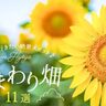 【兵庫県】ひまわり畑11選！夏に行きたい絶景スポット♪気になる見ごろも紹介(2025)