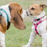 他人の犬に絶対にやってはいけないNG行為４つ　トラブルの原因になる理由から適切なマナーまで