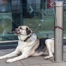 犬を『店の外で待たせる』のはNG？連れ去られる危険性や避けるべき理由を解説
