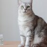 猫に『消毒液』は毒！有害である理由2選　拭き掃除や手指の消毒…どうすれば安全にできる？