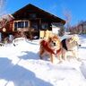 山へ移住を考えている人へのアドバイス【穴澤賢の犬のはなし】