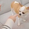 犬が叱られると見せがちな４つの態度や仕草とは　効果的な正しい叱り方についてもご紹介