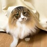 元野良猫の『おしりの毛』をカットした結果…『不満げな反応』をみせる姿が可愛すぎると4万8000再生「おしり隠したｗ」「遺憾の意」