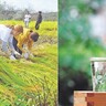 兵庫県生まれの酒米「山田錦」の農業遺産認定を目指す「協議会」が設立されたみたい。ブランド力を強化して付加価値アップへ