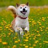 犬が『心から喜んでいる』ときにみせる仕草や行動5選　主な判断基準や興奮を抑える方法まで