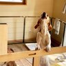 犬が『こっちに来て』と飼い主に伝えている鳴き方4選　繰り返し吠え続けるときはどうしたらいいの？