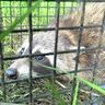 あなたの近くにも？アライグマの被害急増中！油断するとまたすぐ増える…カギは対策の“継続”