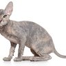 会えたら超ラッキーかも？『激レアな猫種』5選　それぞれの特徴や珍しい理由