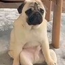 こたつ布団を片付けたら、犬が…思った以上に絶望する姿と『まさかの結末』が21万再生「悲壮感が凄いｗ」「絶対中におじさんいる」と爆笑
