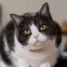 愛猫があなたに『そばに来てほしい』と伝えている3つのサイン　呼ばれたらすぐ駆けつけるべき？