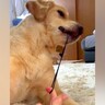 『髪ゴムを引っ張るのが好きな大型犬』かと思いきや…衝撃的な『まさかの趣味』が86万再生「ドMで草」「痛くないの？ｗｗ」と爆笑