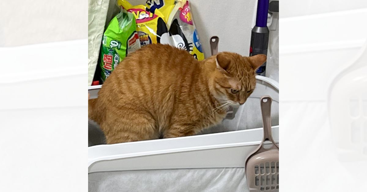 真剣な表情でトイレをする猫→すぐ横を見てみると…あまりにも