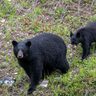 【民家まで170ｍの地点に出没】新潟県長岡市でクマ2頭の目撃情報