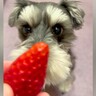 マテをする犬に『よし』ではなく『よしださん』と言ってみた結果…想像以上にお利口さんな光景が29万再生「口が可愛すぎるｗ」「目キラキラ」