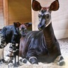 よこはま動物園ズーラシア