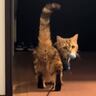 遊び疲れた飼い主→猫に『寝たふり』がバレた結果…反則級に可愛い『まさかの行動』が135万再生「まだいけんじゃん」「ヨチヨチ歩き可愛い」