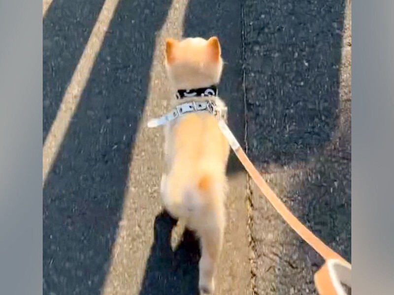 犬そだて―犬(こ)そだてにちょっぴりつかれたパパとママへ Amazon.co.jp: 犬（こ）そだて: パパ、ママ、犬たちの叫びが