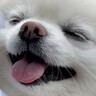 『じゃーん！』ピクニック中、サプライズで"犬が好きなぬいぐるみ"を持ってきたら…顔に出過ぎている『可愛い反応』に7万いいね「最高の笑顔」