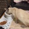 雨に打たれ衰弱していた『1.1キロしかない3歳の猫』が保護された結果…現在の様子に涙が止まらないと98万再生「泣けて仕方ない」「素敵」