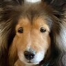 なぜか眠たそうな顔をしている犬→まさかの理由と家族の切実な声に6万1000いいね「うちのも同じ」「二度寝できるもんね」共感の声も