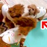 2匹の犬が喧嘩していたら、小さな犬が駆けつけ…思った以上の『一生懸命すぎる仲裁』が15万再生「必死で可愛いｗ」「勘違いしてて草」と絶賛