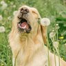 犬の『花粉症』でみられる6つの症状　考えられる原因や対処法、適切な予防法まで解説