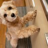 犬が『飼い主に近づいてくる』ときの心理5選　可愛すぎる行動の意味や正しい対応まで