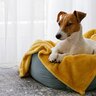犬に留守番してもらうときにすべき『6つの配慮』　愛犬が快適に過ごすための対策法を解説