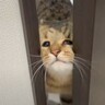 トイレまでついてくるストーカー猫…まさかの顔で『侵入してくる姿』に爆笑の声続出「ネジ込みかたｗｗ」「可愛すぎてワロタｗ」