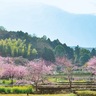 里山に際立つ紅色　大雄紅桜見ごろに
