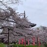 京都で桜をゆっくり見るならここがおすすめ！『西陣エリア』の桜スポット！【まとめ】