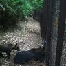 【札幌・滝野すずらん丘陵公園】森のゾーンで感じる動物・昆虫たちの命　自然の魅力とクマ対策の両立は