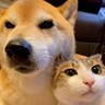 犬2匹と猫3匹が一緒に暮らした結果→涙が出るほど尊い『仲良しすぎる光景』が9万再生「素敵で泣いた」「大切なこと教えられる」と感動の声