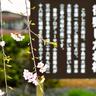 小室哲哉氏が植樹した“復興しだれ桜”、今年も春を彩る【福島県中島村】